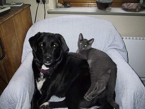 Blanding af racer ' frodo - død :'( billede 6