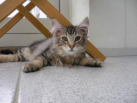 Blanding af racer Bent - Bent som lille... billede 1