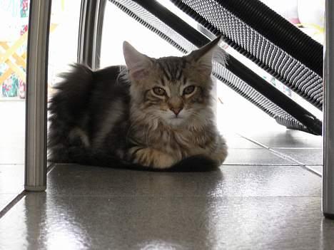 Blanding af racer Bent - Bent i skjul. billede 2