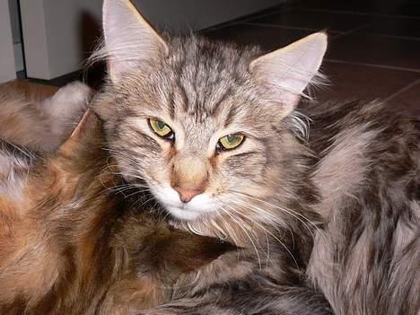 Blanding af racer Bent - Bent kæler med sin søster. billede 3