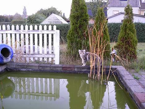 Blanding af racer Bent - Bent på fiske jagt. billede 4