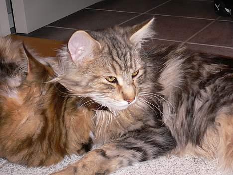 Blanding af racer Bent - Bent flader ud med sin søster. billede 5