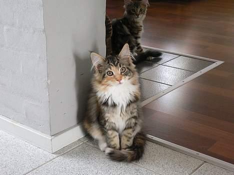 Blanding af racer Bent - Her er Bents søster bent er i baggrunden. Desværre er Bents søster "MAKREL" kørt ned af en bil og er død...... billede 6