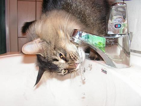 Norsk Skovkat Loke - D.6 februar, første gang han drikker af vandhanen billede 6