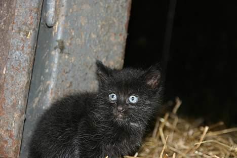 Huskat Stitch (død) - min lille Stitch<333 billede 1