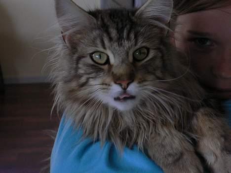 Blanding af racer Bent - Mig og bent billede 7