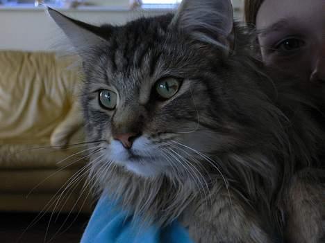 Blanding af racer Bent - jeg er så træt.... billede 8