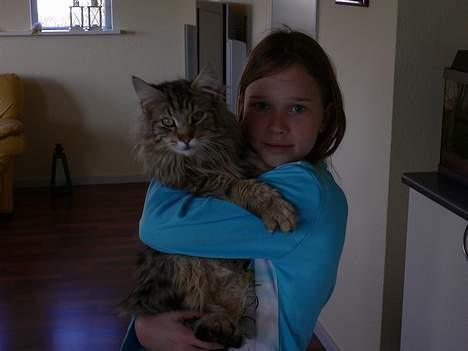 Blanding af racer Bent - Bent er stor og tung billede 9