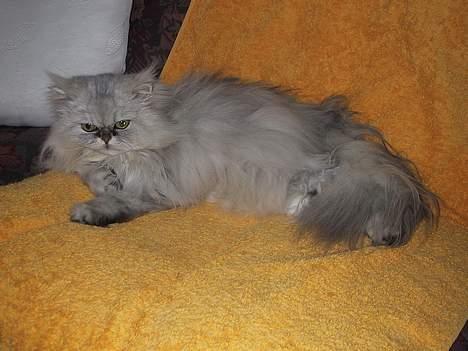 Blanding af racer Putte billede 2