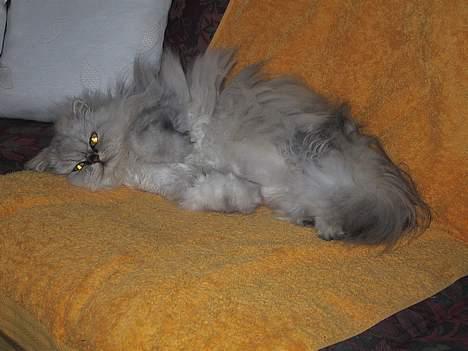 Blanding af racer Putte billede 3