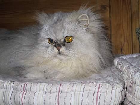 Blanding af racer Putte billede 4