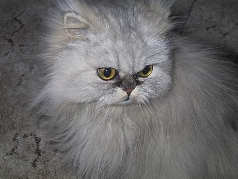 Blanding af racer Putte billede 5