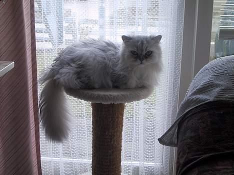 Blanding af racer Laban billede 2