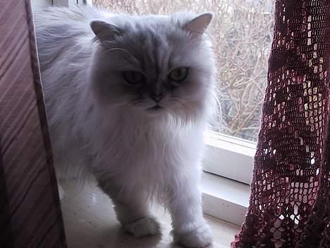 Blanding af racer Laban billede 3