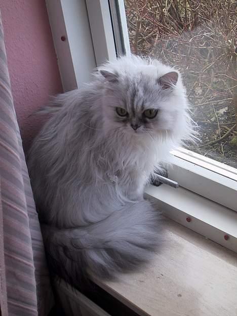 Blanding af racer Laban billede 4