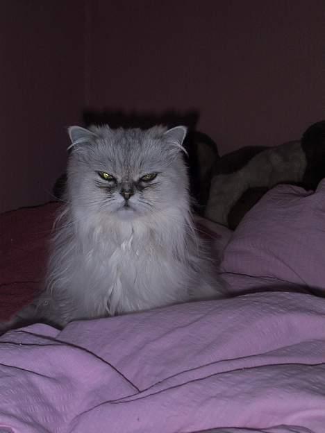 Blanding af racer Laban billede 5