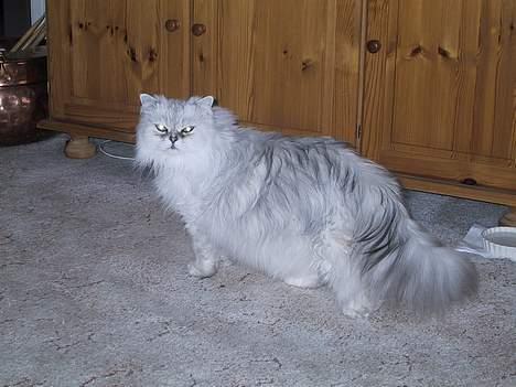 Blanding af racer Laban billede 6