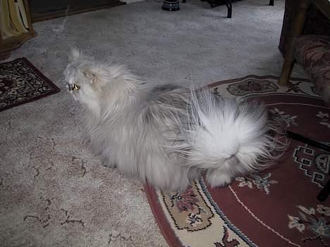 Blanding af racer Putte billede 6