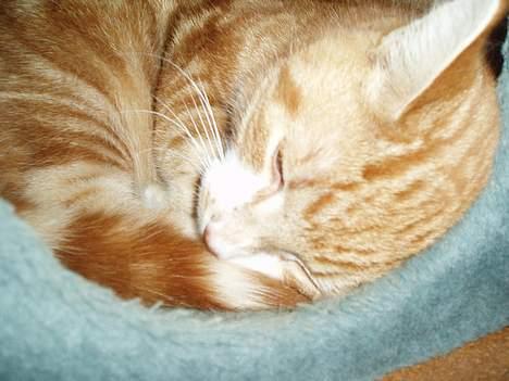 Huskat Garfield <,3 (gaffe)  - Har ligger han i sit dejlige hus igen ;]  den 14-Arpil-2oo6 billede 10