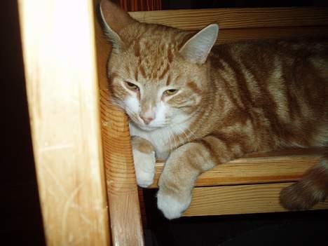 Huskat Garfield <,3 (gaffe)  - - Gaffe tager sig lige en lur på Trappen ;] den 14-Arpil-2oo6 billede 11