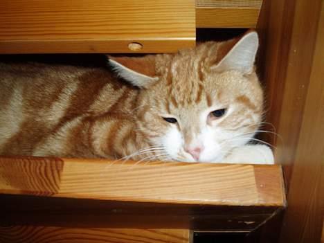 Huskat Garfield <,3 (gaffe)  - Han ligger Stadig på trappen :] den 14-Arpil-2oo6 billede 12