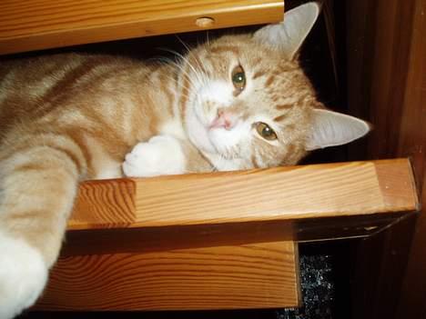 Huskat Garfield <,3 (gaffe)  - nu bliver han legesyg :] hehe  den 14-Arpil-2oo6 billede 13