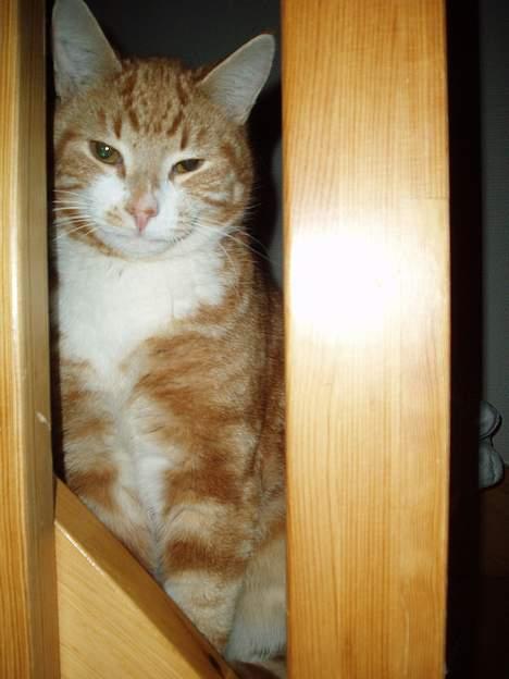 Huskat Garfield <,3 (gaffe)  - ham imellem noget ?       den 14-arpil-2006 billede 14