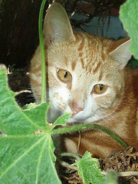 Huskat Garfield <,3 (gaffe)  - Gaffe ude i den vilde skov :D heh. den 5 Juni 2oo6 billede 15