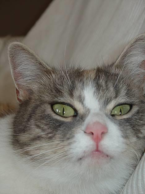 Blanding af racer Tove (missemor) - smukke. billede 1