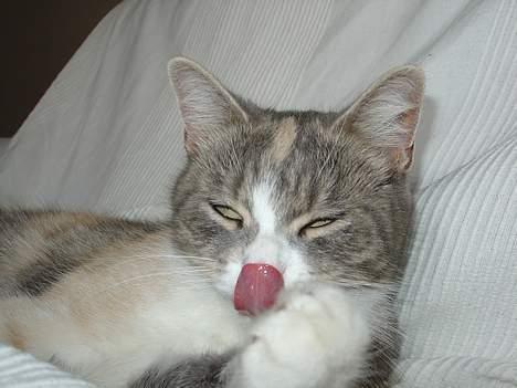 Blanding af racer Tove (missemor) - Vaske dag. billede 2