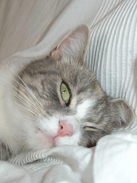 Blanding af racer Tove (missemor) - Træt. billede 3