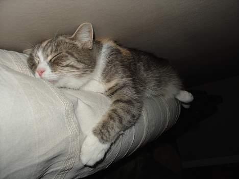 Blanding af racer Tove (missemor) - Meget træt. billede 4