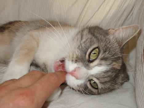 Blanding af racer Tove (missemor) - Fræk. billede 5