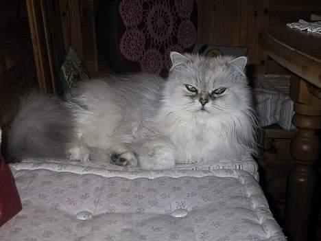 Blanding af racer Laban billede 7