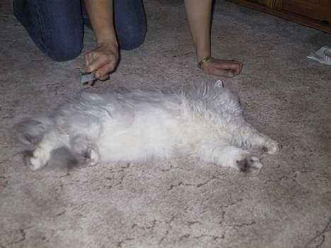 Blanding af racer Laban - Ja.. børste Tur.. billede 8