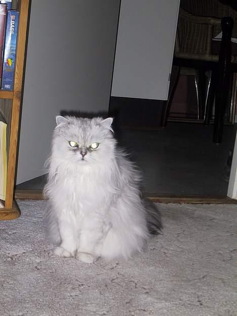 Blanding af racer Laban billede 9