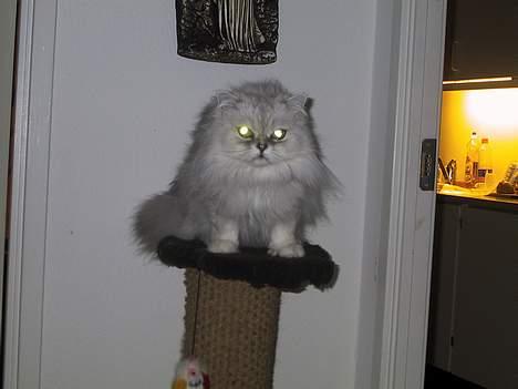 Blanding af racer Laban billede 10