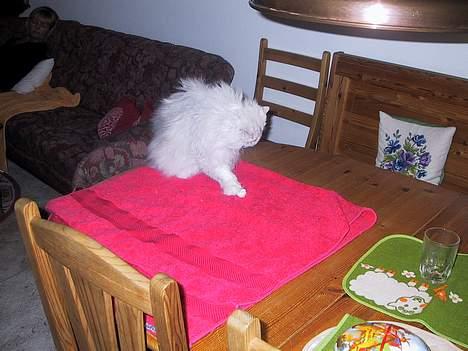 Blanding af racer Laban - badminton.. Juhuu billede 11