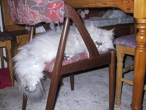 Blanding af racer Putte billede 8