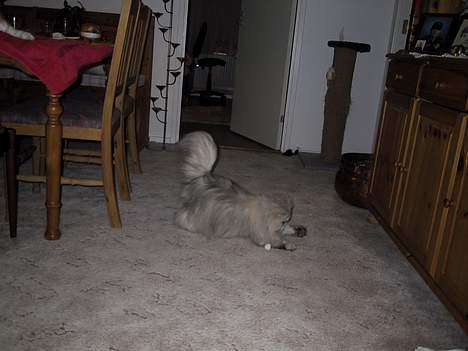 Blanding af racer Putte billede 9