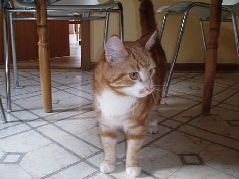 Huskat Garfield <,3 (gaffe)  - Gaffe står og kigger lidt ? heh..            Taget den 15-Arpil-2oo6 billede 16