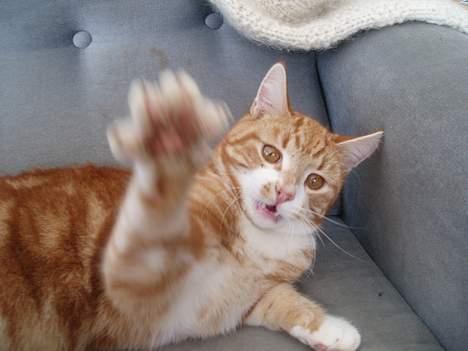 Huskat Garfield <,3 (gaffe)  - Arg.. Nu begynder man med at blive farlig ! heh...       Taget den 15-Arpil-2oo6 billede 17