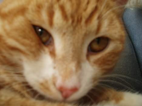 Huskat Garfield <,3 (gaffe)  - Nær billede af Gaffe <,3 heh... Sødt ikke ? billede 18