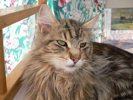 Blanding af racer Bent - Det ville være godt med en lille lur billede 10