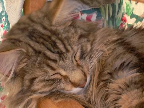 Blanding af racer Bent - Meget træt billede 11