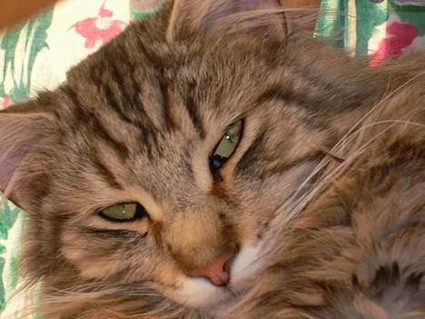 Blanding af racer Bent - Se lige mig... billede 12