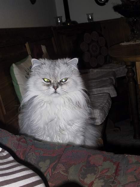 Blanding af racer Laban billede 12