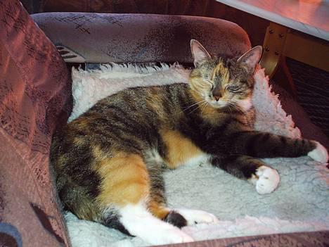 Blanding af racer Gibbi - Jeg tager lige en lille lur!!! billede 1