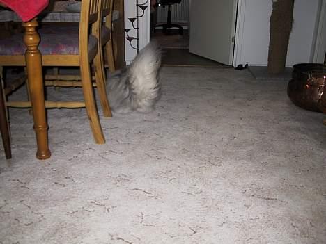 Blanding af racer Putte billede 10