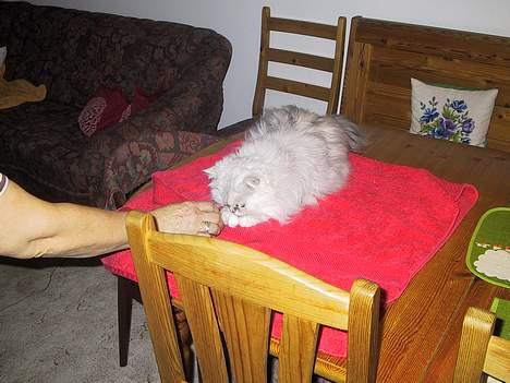 Blanding af racer Laban billede 13